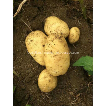 Оптовая органические свежие цены на картофель 